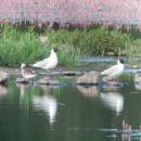 Racek chechtavý (<i>Chroicocephalus ridibundus</i>), ryb. Parný Mlýn, 7.7.2014, foto Vojtěch Kodet