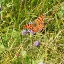 Babočka bílé C (<i>Polygonia c-album</i>), PP Hajnice, 17.8.2014, foto Vojtěch Kodet