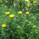 Oman srstnatý (<i>Inula hirta</i>), Šemíkovice, Knížecí seč [TR], 8.6.2016, foto Libor Ekrt