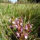Všivec lesní (<i>Pedicularis sylvatica</i>), PP Hajnice, 7.5.2016, foto Vojtěch Kodet