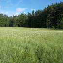 PR Rašeliniště Loučky, 7.6.2012, foto Vojtěch Kodet