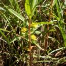 Vrbina kytkokvětá (<i>Lysimachia thyrsiflora</i>), mokřad Bazanovec, 2.6.2015, foto Vojtěch Kodet