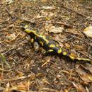 Mlok skvrnitý (<i>Salamandra salamandra</i>), PR Údolí Oslavy a Chvojnice, 25.4.2011, foto Vojtěch Kodet