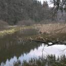 Jezdovický rybník, 10.4.2007, foto Vojtěch Kodet