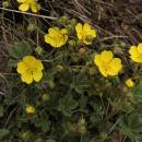 Mochna písečná (<i>Potentilla incana</i>), NPR Mohelenská hadcová step [TR], 14.4.2015, foto Libor Ekrt