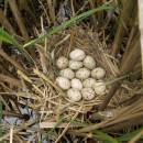 Hnízdo lysky černé (<i>Fulica atra</i>), Starý ryb., PP Ptáčovské rybníky, 20.5.2010, foto Vojtěch Kodet