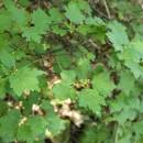 Rybíz alpínský (<i>Ribes alpinum</i>), Plešice, Staré Duby [TR], 12.5.2015, foto Libor Ekrt