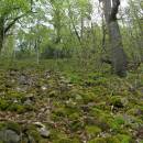 PR Údolí Oslavy a Chvojnice, 25.4.2011, foto Vojtěch Kodet