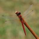 Vážka jarní (<i>Sympetrum fonscolombii</i>), ryb. Parný Mlýn, Krahulov, foto Václav Křivan