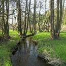 Rašeliniště Pod Trojanem, 4.5.2006, foto Vojtěch Kodet