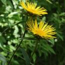 Oman srstnatý (<i>Inula hirta</i>), Šemíkovice, Knížecí seč [TR], 8.6.2016, foto Libor Ekrt