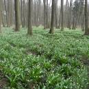 PP Jechovec, 5.4.2012, foto Vojtěch Kodet