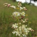 Tužebník obecný (<i>Filipendula vulgaris</i>), NPP Švařec [ZR], 3.6.2016, foto Libor Ekrt