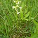 Vemeník dvoulistý (<i>Platanthera bifolia</i>), PP Jezdovické rašeliniště, 11.6.2015, foto Vojtěch Kodet