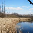Bělohradský rybník, 19.4.2015, foto Vojtěch Kodet