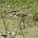 Kulík říční (<i>Charadrius dubius</i>), PP Podvesník, 8.6.2015, foto Vojtěch Kodet