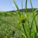 Ostřice šáchorovitá (<i>Carex bohemica</i>), ryb. Horní Jilmík, 7.7.2015, foto Vojtěch Kodet