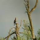 Kormorán velký (<i>Phalacrocorax carbo</i>), ryb. Nový u Háje, 16.7.2014, foto Vojtěch Kodet