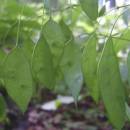 Měsíčnice vytrvalá (<i>Lunaria rediviva</i>), PP Vysoký kámen u Smrčné, 24.6.2004, foto Vojtěch Kodet