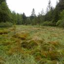 Rašeliniště Pod Trojanem, 29.5.2013, foto Vojtěch Kodet
