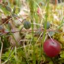 Klikva bahenní (<i>Vaccinium oxycoccos</i>), PP Ještěnice, 19.5.2014, foto Vojtěch Kodet