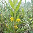 Vrbina kytkokvětá (<i>Lysimachia thyrsiflora</i>), Bělokamenský rybník, 7.6.2007, foto Vojtěch Kodet