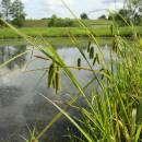 Ostřice nedošáchor (<i>Carex pseudocyperus</i>), PP Černíč [JI], 17.6.2014, foto Libor Ekrt