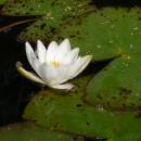 Leknín bělostný (<i>Nymphaea candida</i>), PP Rybníky v Pouštích, Lovětínský rybník [JI], 17.7.2014, foto Luděk Čech